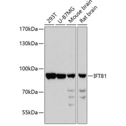 IFT81 Rabbit pAb
