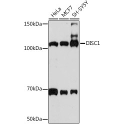 DISC1 Rabbit mAb