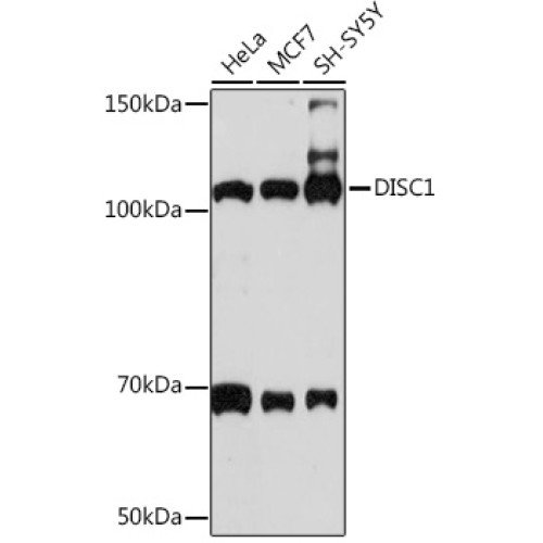 DISC1 Rabbit mAb
