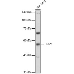 TBX21 Rabbit pAb