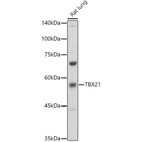 TBX21 Rabbit pAb