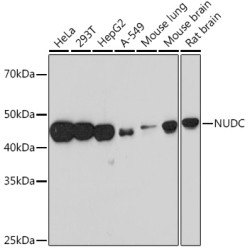 NUDC Rabbit mAb