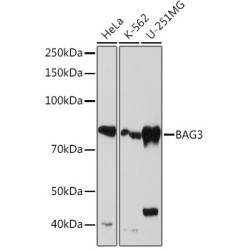 BAG3 Rabbit mAb