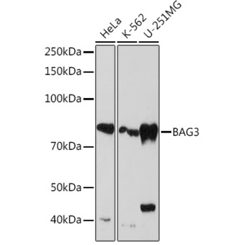 BAG3 Rabbit mAb