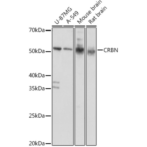 CRBN Rabbit pAb