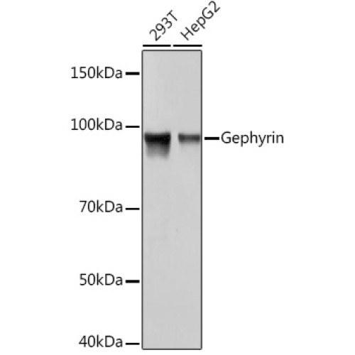 Gephyrin Rabbit mAb