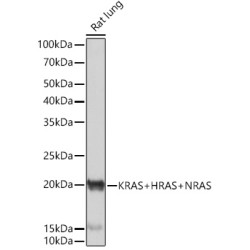 KRAS+HRAS+NRAS Rabbit mAb