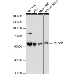NELFCD Rabbit pAb