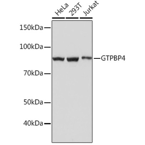 GTPBP4 Rabbit mAb