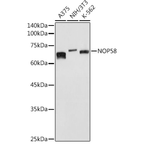 NOP58 Rabbit pAb