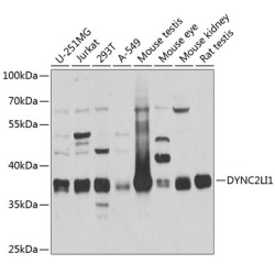 DYNC2LI1 Rabbit pAb