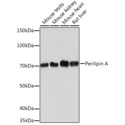 Perilipin A Rabbit mAb
