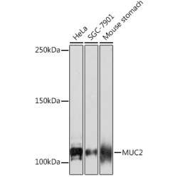 MUC2 Rabbit mAb