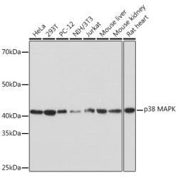 [KO Validated] p38 MAPK Rabbit mAb