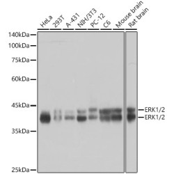 ERK1/2 Rabbit mAb