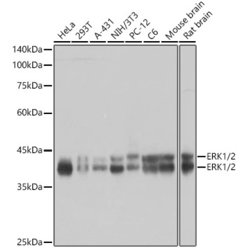 ERK1/2 Rabbit mAb