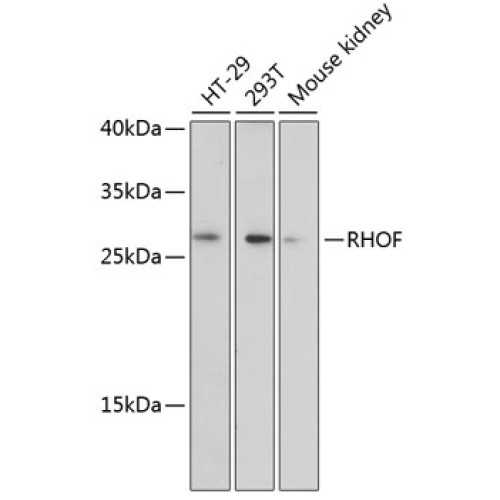 RHOF Rabbit pAb