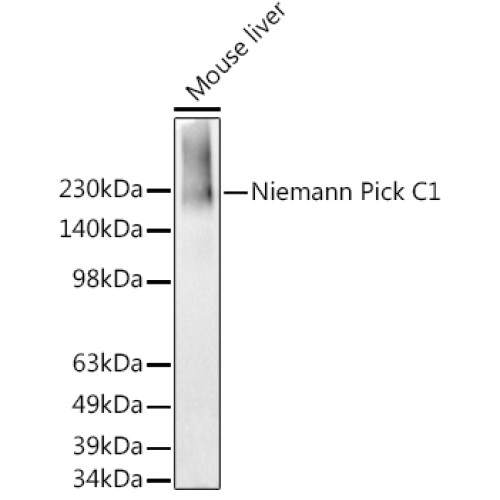 Niemann Pick C1 Rabbit mAb