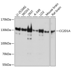 CC2D1A Rabbit pAb
