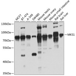 MKS1 Rabbit pAb