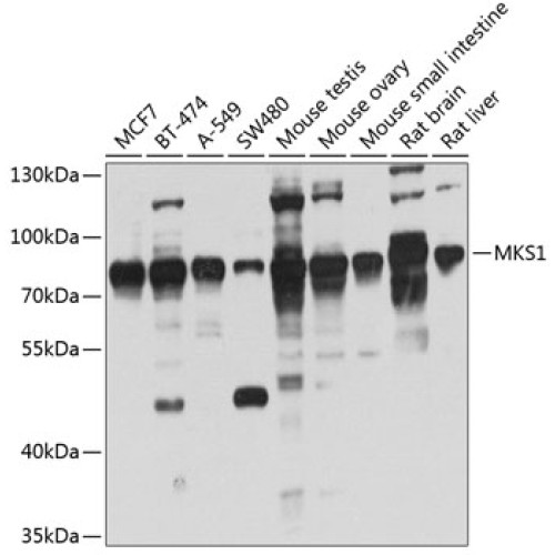 MKS1 Rabbit pAb
