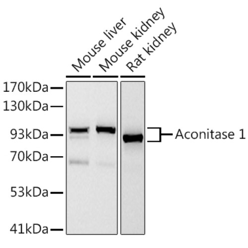 Aconitase 1 (ACO1) Rabbit mAb