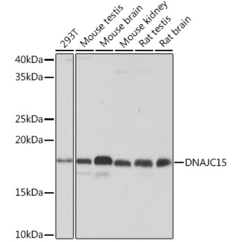 DNAJC15 Rabbit mAb