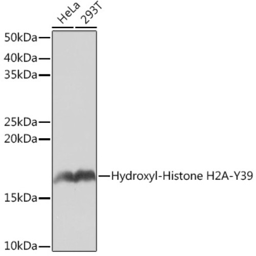 Hydroxyl-Histone H2A-Y39 Rabbit mAb