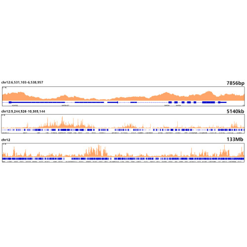 Histone H3.3 Rabbit mAb