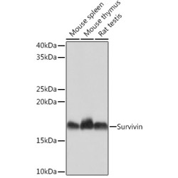Survivin Rabbit mAb