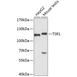 TSR1 Rabbit pAb