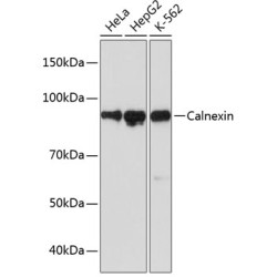 Calnexin Rabbit mAb