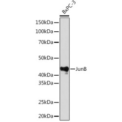 JunB Rabbit mAb
