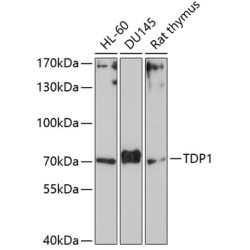 TDP1 Rabbit pAb