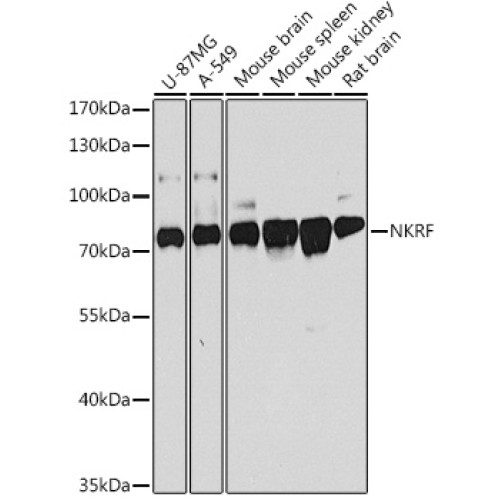 NKRF Rabbit pAb