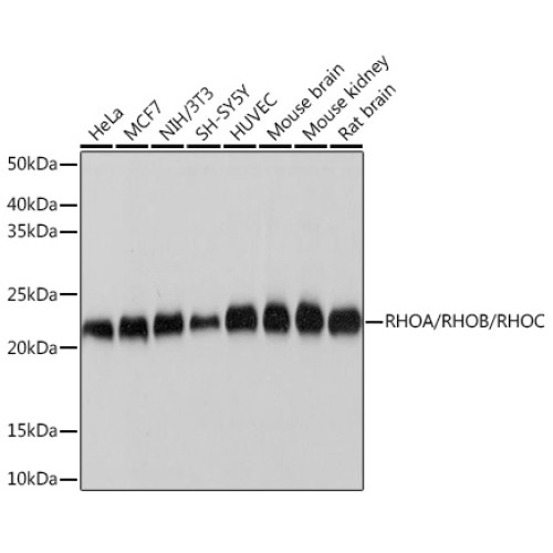 RHOA/RHOB/RHOC Rabbit mAb