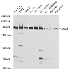 UGGT1 Rabbit pAb