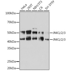 JNK1/2/3 Rabbit mAb