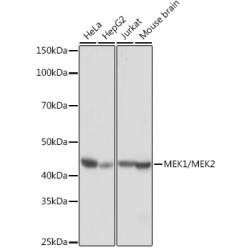 MEK1/MEK2 Rabbit mAb