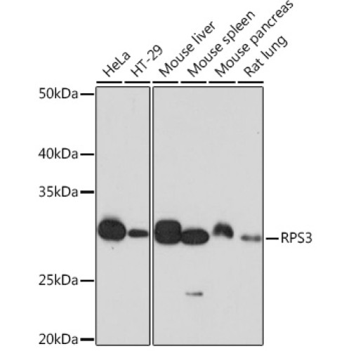 RPS3 Rabbit mAb