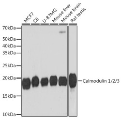 Calmodulin 1/2/3 Rabbit mAb
