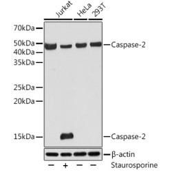 Caspase-2 Rabbit mAb