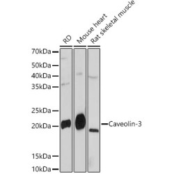 Caveolin-3  Rabbit mAb