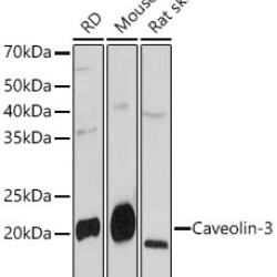 Caveolin-3  Rabbit mAb