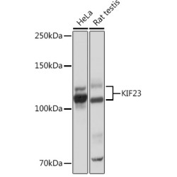 KIF23 Rabbit mAb