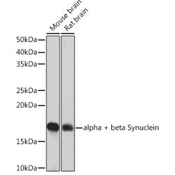 alpha + beta Synuclein Rabbit mAb