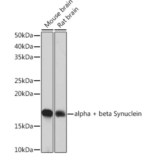 alpha + beta Synuclein Rabbit mAb