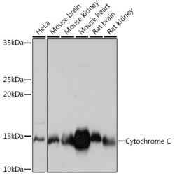 Cytochrome C Rabbit mAb