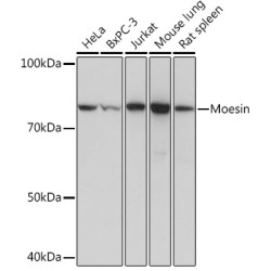 Moesin Rabbit mAb