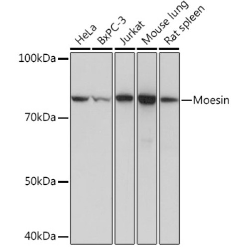 Moesin Rabbit mAb